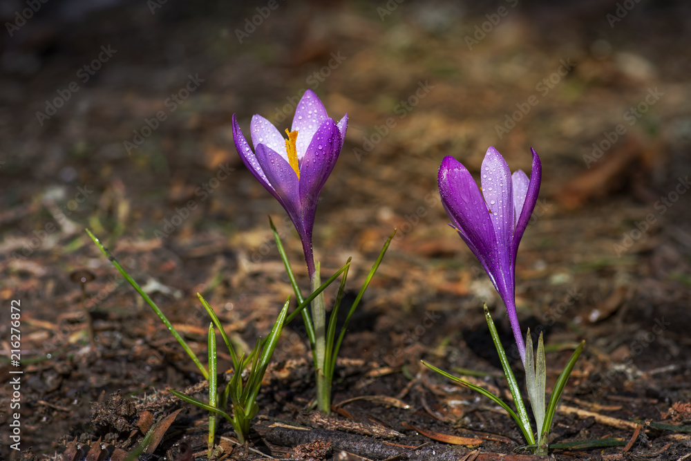 Close-up of beautiful closed Crocus Flowers on мeadow. Flowering Springt Flowers. Close-up of beautiful closed Crocus Flowers on мeadow. Flowering Springt Flowers.