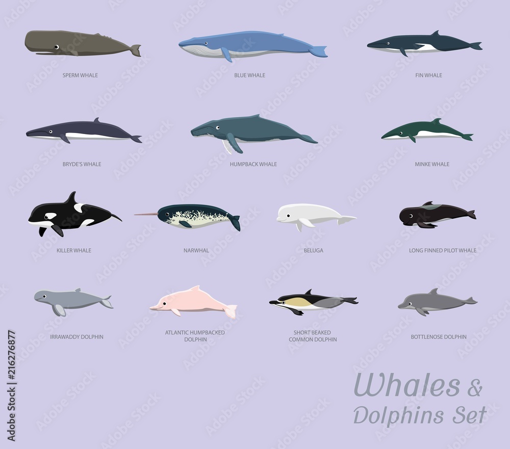 Naklejka premium Whales and Dolphins Set Cartoon Vector Illustration