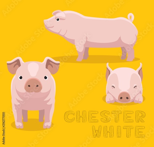 Pig Chester White Cartoon Vector Illustration