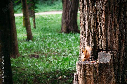 squirrels eat nuts on a stump in summer. place for textplace for text