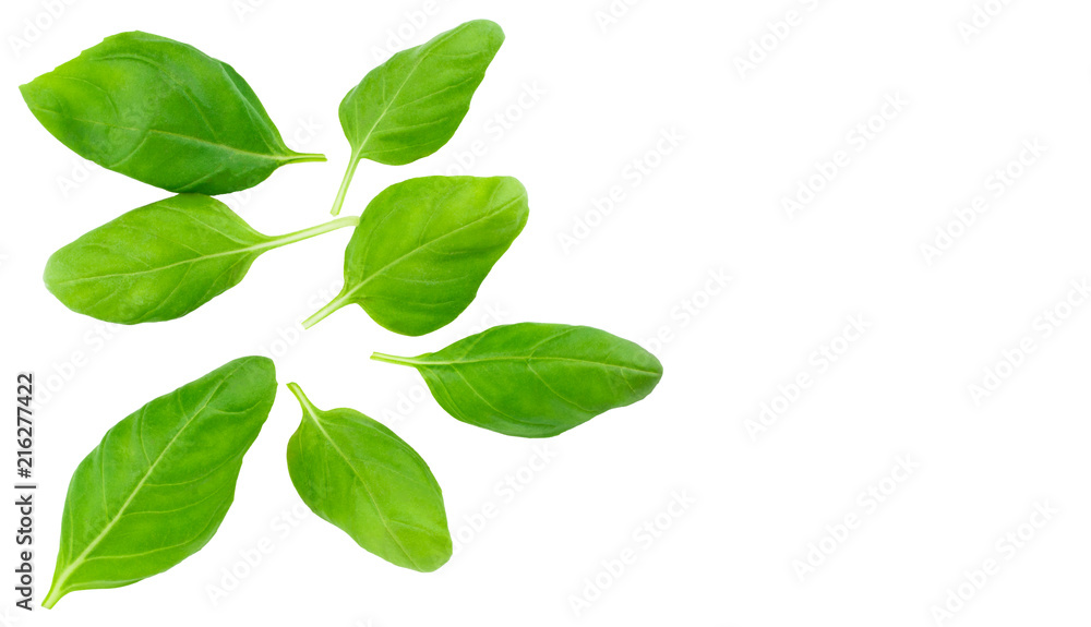 Fresh green basil herb leaves isolated on white background Fresh green basil herb leaves isolated on white background