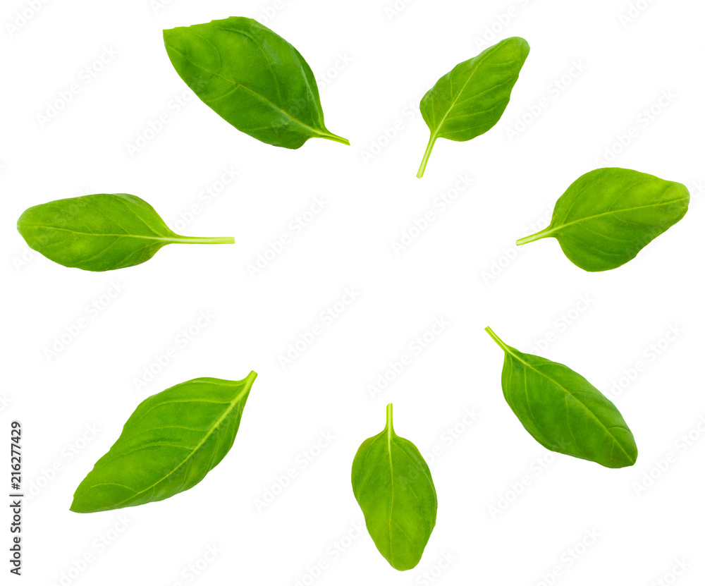 Fresh green basil herb leaves isolated on white background