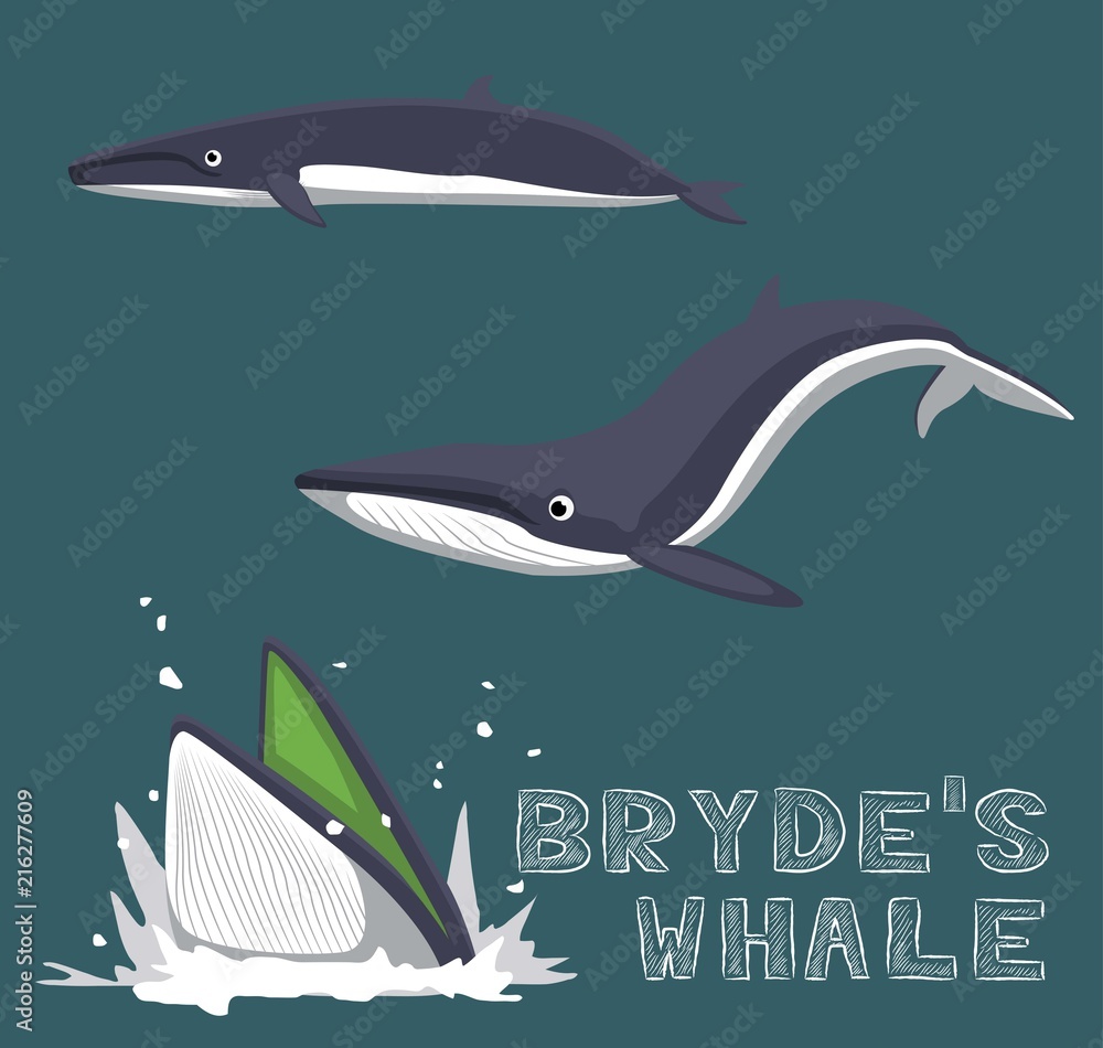 Obraz premium Bryde's Whale Cartoon Vector Illustration
