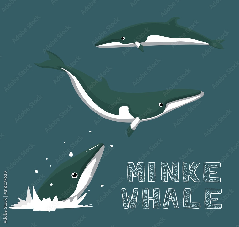 Fototapeta premium Minke Whale Cartoon Vector Illustration