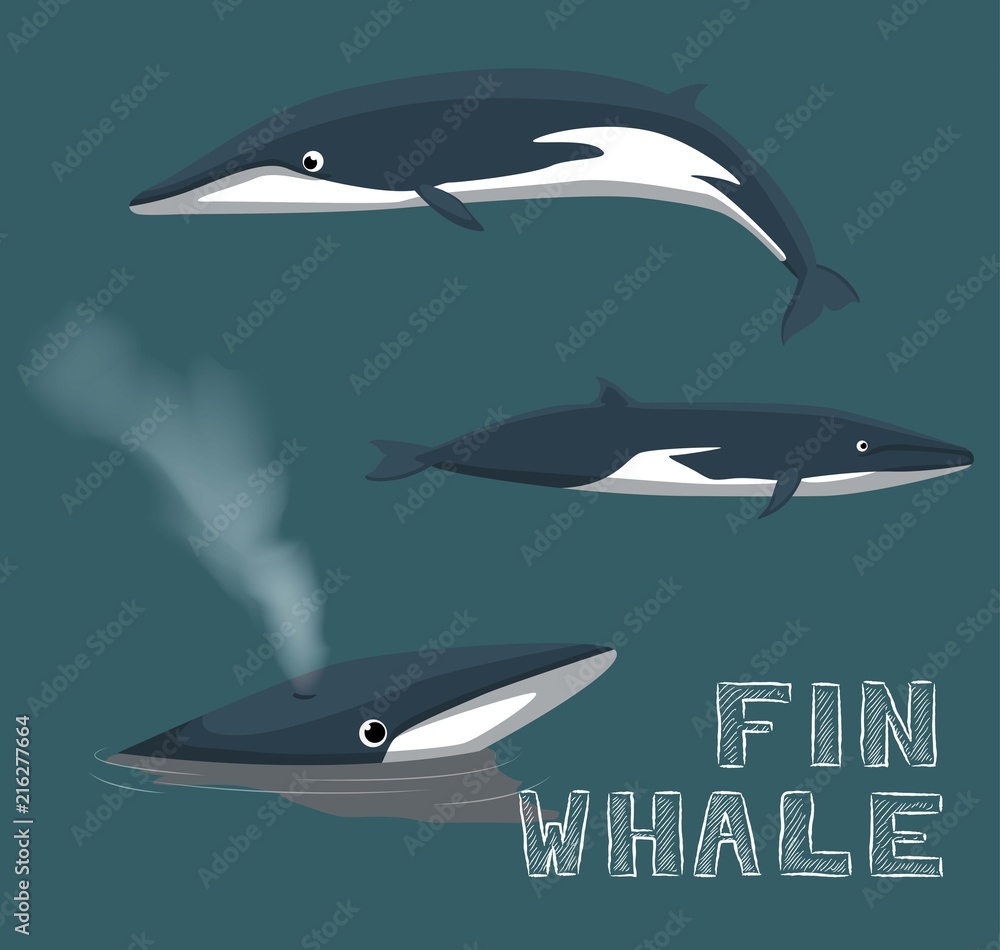 Obraz premium Ilustracja wektorowa kreskówka wieloryb fin