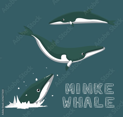 Minke Whale Cartoon Vector Illustration