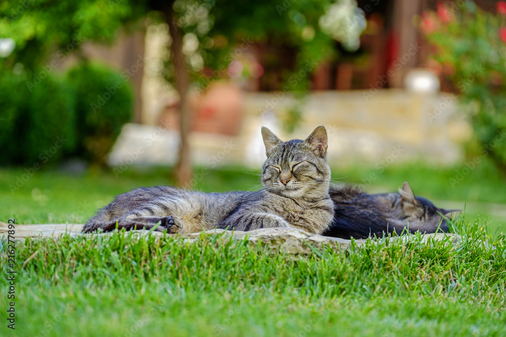 Two cats rest in the yard on the grass 2