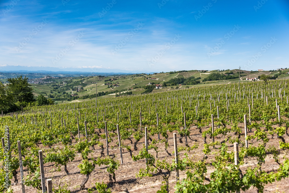 Landschaft mit Rebbergen im Piemont, Italien