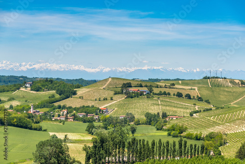 Landschaft mit Rebbergen im Piemont  Italien