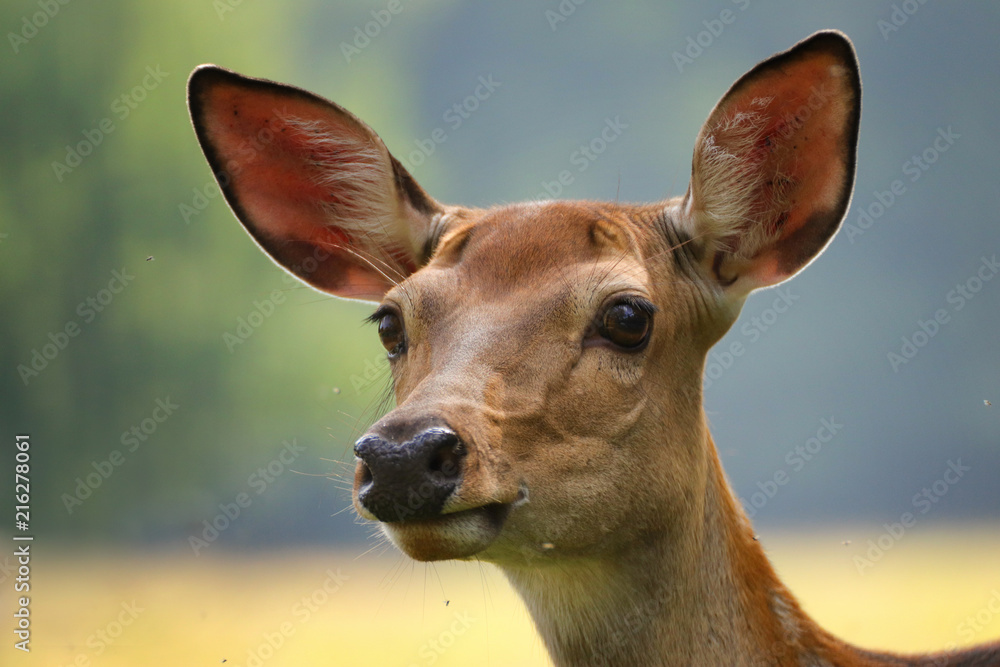 Obraz premium Face Roe deer doe