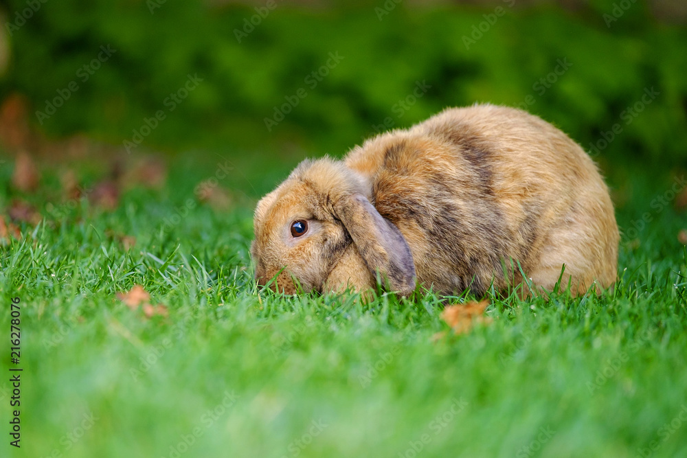 Fototapeta premium Portrait of a rabbit walking on the grass 4