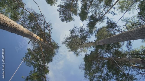 Swing On The Tree. Bottom-up View Of Treeswing photo