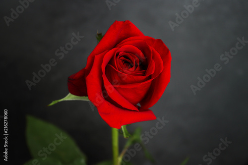 One red blooming rose on a black background with light