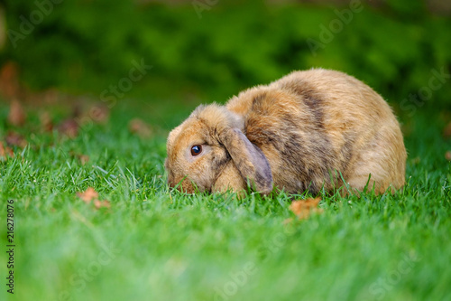 Portrait of a rabbit walking on the grass 4