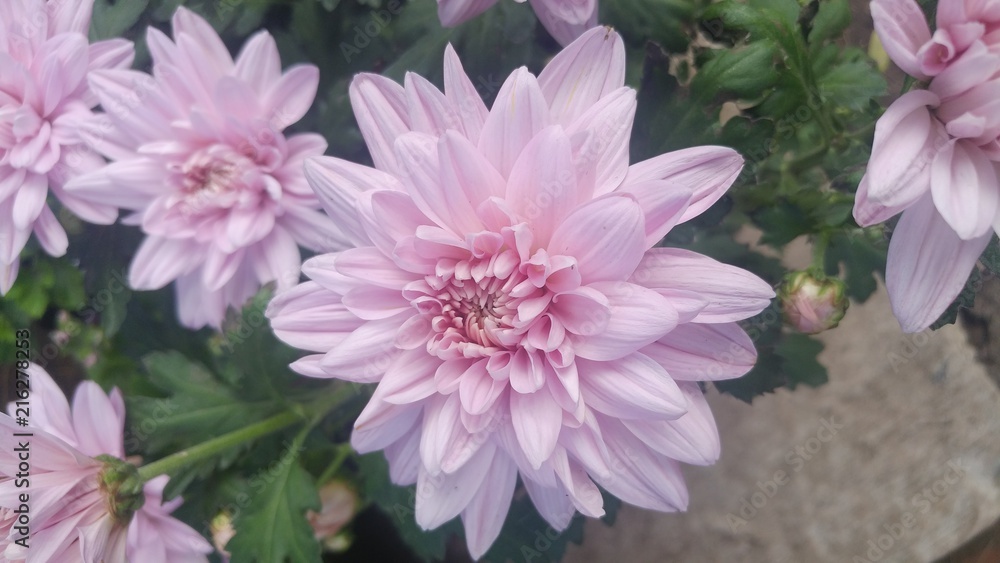 Obraz premium Argentine Chrysanthemum