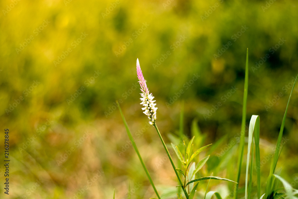 Pink cockscomb (Celosia argentea Linn.) flower blooming in CU centenary park with golden sunlight