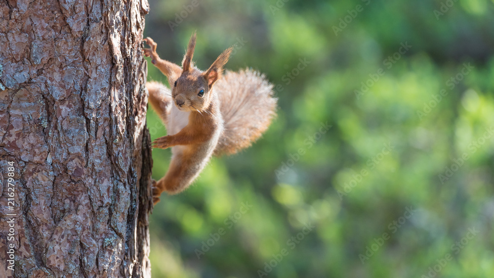 Fototapeta premium Red squirrel climbing on a tree