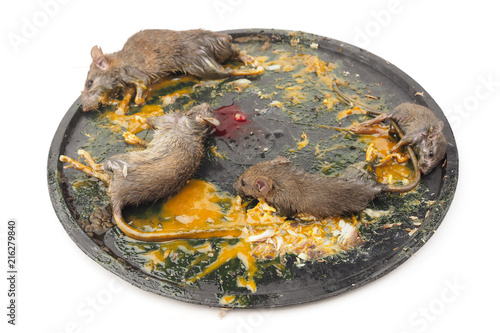 Dead rats in a mousetrap on white background, Glue mousetrap, rattrap photo