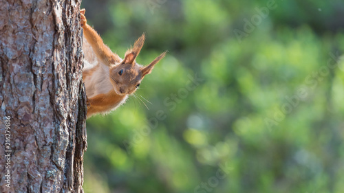 Red squirrel looking over from a tree