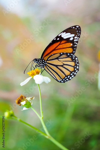Closeup butterfly on flower in garden