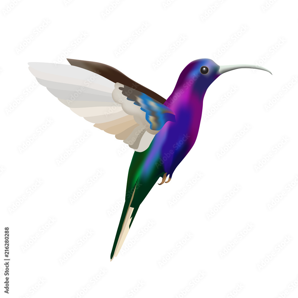 Obraz premium Colorful colibri bird, vector