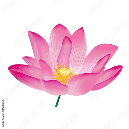 pink lotus, vector
