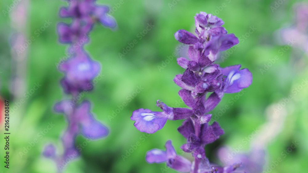 Lavender flower close up blooming field in summer . It give relax herb smell.