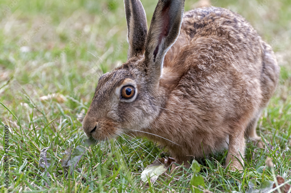 Fototapeta premium Close-up of a hare eating plants