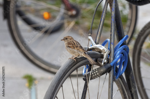 Little bird sitting on a bike wheel
