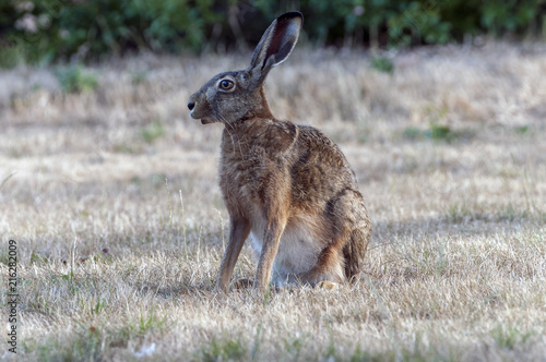 A hare on a dry yellow field © Christian