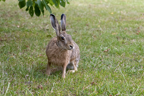 Little alert hare observing threats 