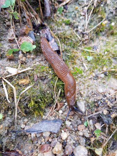 Nacktschnecke: Spanische Wegschnecke