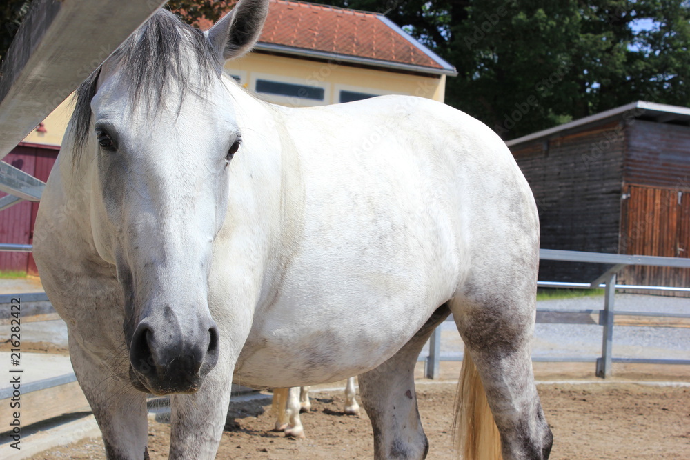 Fototapeta premium Lipizzaner: Stute in einer Koppel