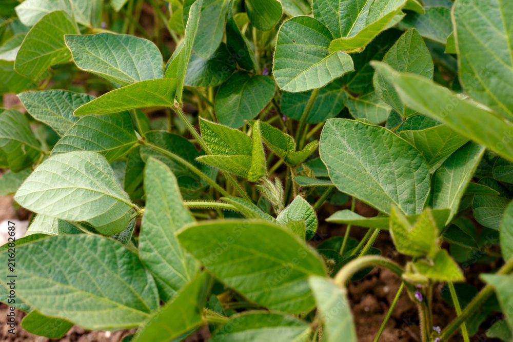 Obraz premium Genetically modified soybean in the field or GMO soybean close up.