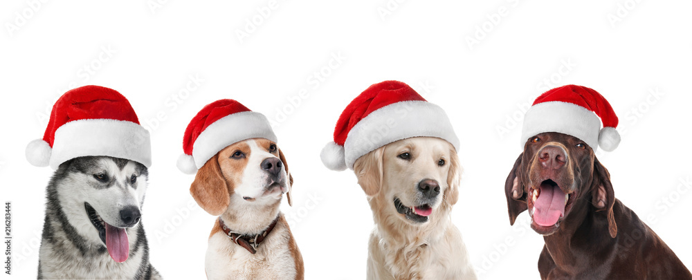 Row of cute dogs with Santa Claus hats on white background. Christmas concept