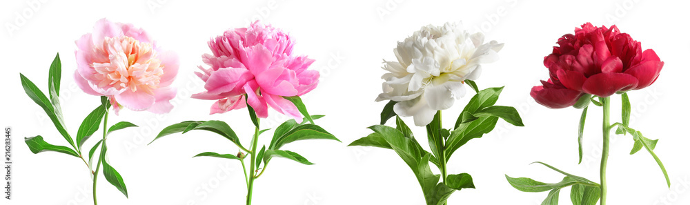 Fototapeta premium Set of beautiful peony flowers on white background