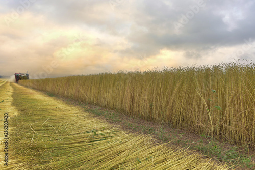 Konstfotografi moisson du lin