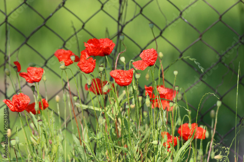 wild poppy grows on meadows, in gardens, on the edge of the road