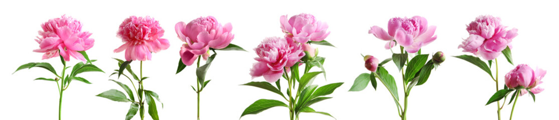 Papier peint photo Pivoines Composition de pivoines sur fond blanc  © New Africa