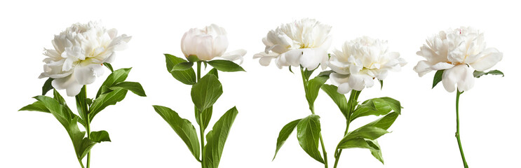 Papier peint photo Pivoines Collection de pivoines sur fond clair  © New Africa