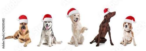 Photography Row of cute dogs with Santa Claus hats on white background