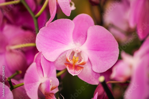 Fototapeta Naklejka Na Ścianę i Meble -  Beautiful pink orchid flowers, closeup. Tropical plant
