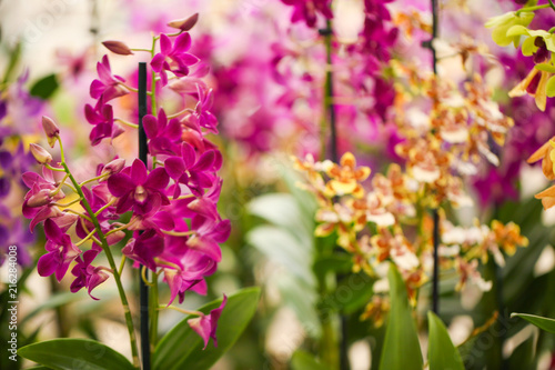 Beautiful orchid flowers on blurred background, closeup. Tropical plant © New Africa