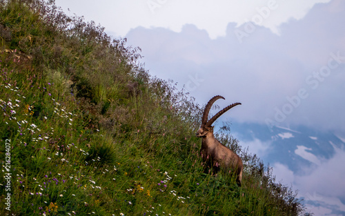 majestic animal old and wise alpine capricorn Steinbock Capra ibex the swiss alps brienzer rothorn