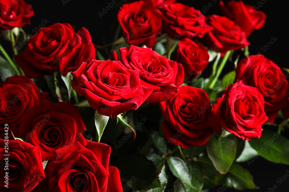 Obraz premium Beautiful red rose flowers, closeup view