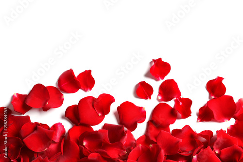 Red rose petals on white background  top view