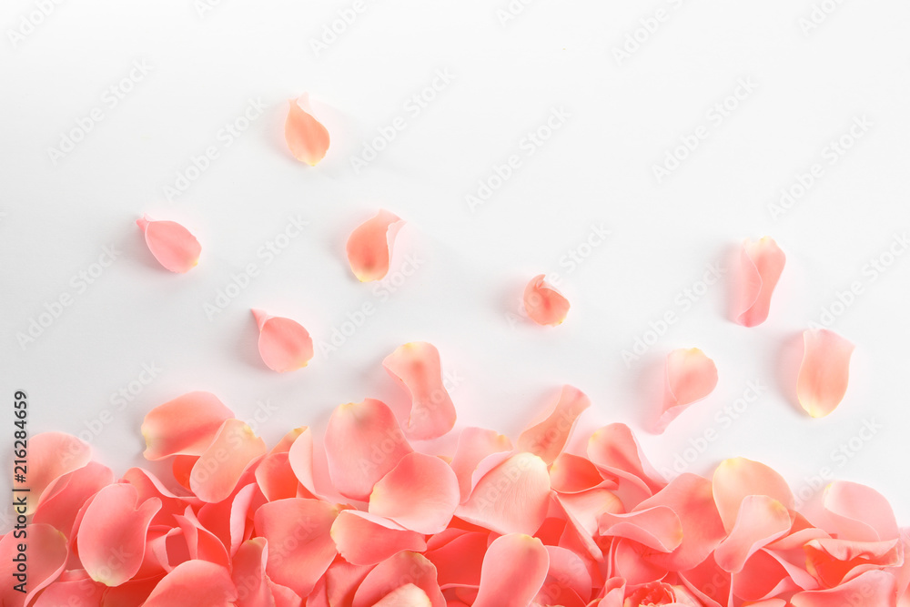 Beautiful rose petals on white background Beautiful rose petals on white background