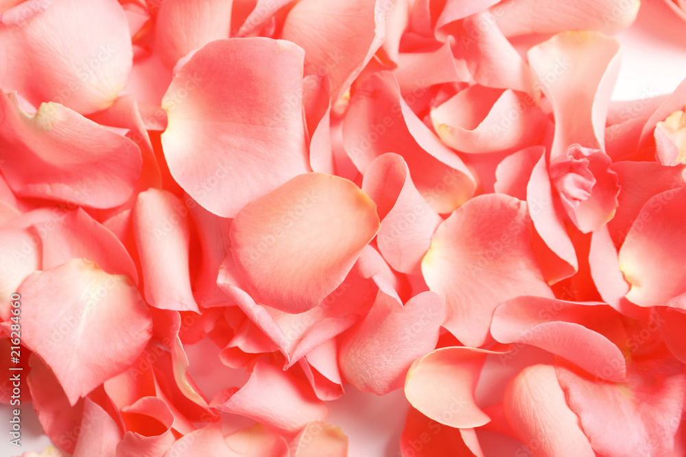 Beautiful rose petals as background Beautiful rose petals as background