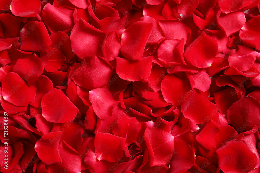 Beautiful rose petals as background Beautiful rose petals as background