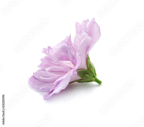 Beautiful hibiscus flower on white background